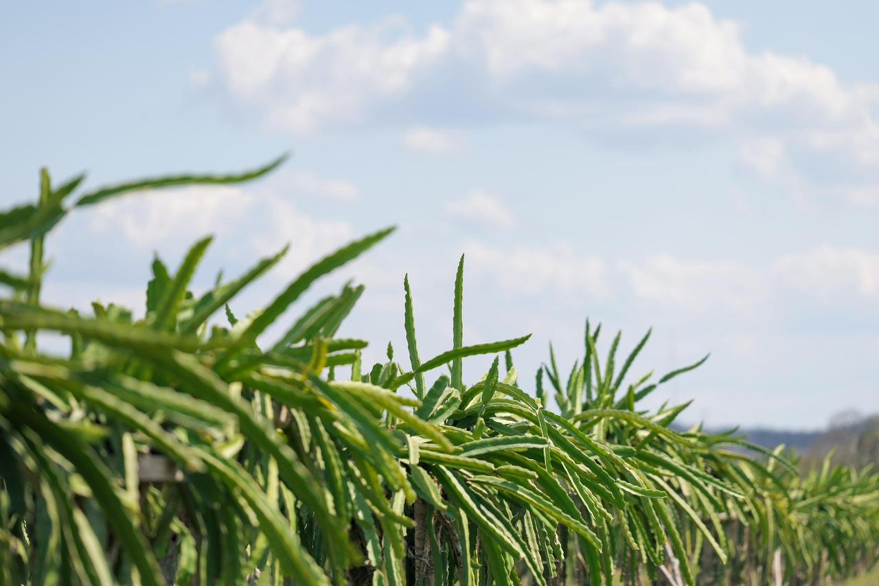 Pitahaya-yucateca-para-Europa